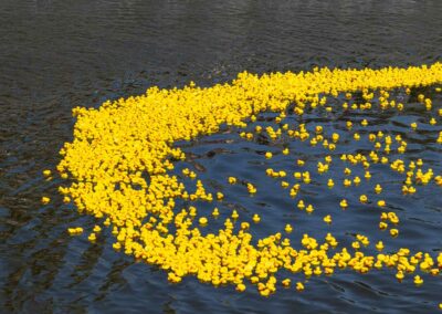 Adopte un canard.be, Édition 2023