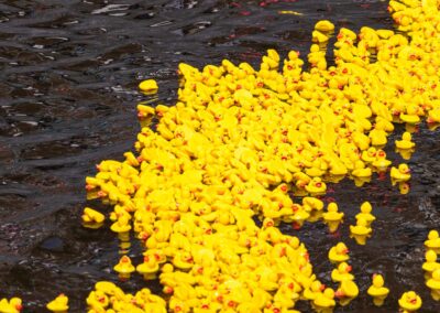 Adopte un canard.be, Édition 2023